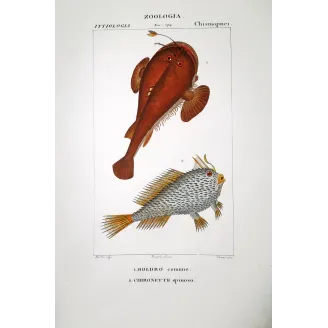 Anglerfish  Pierre Antoine Prêtre, Antique Print