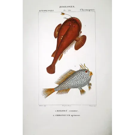 Anglerfish  Pierre Antoine Prêtre, Antique Print
