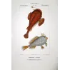 Anglerfish and Spiny Chironette  Lophius sp.  Antique Print by Pierre Antoine Pretre