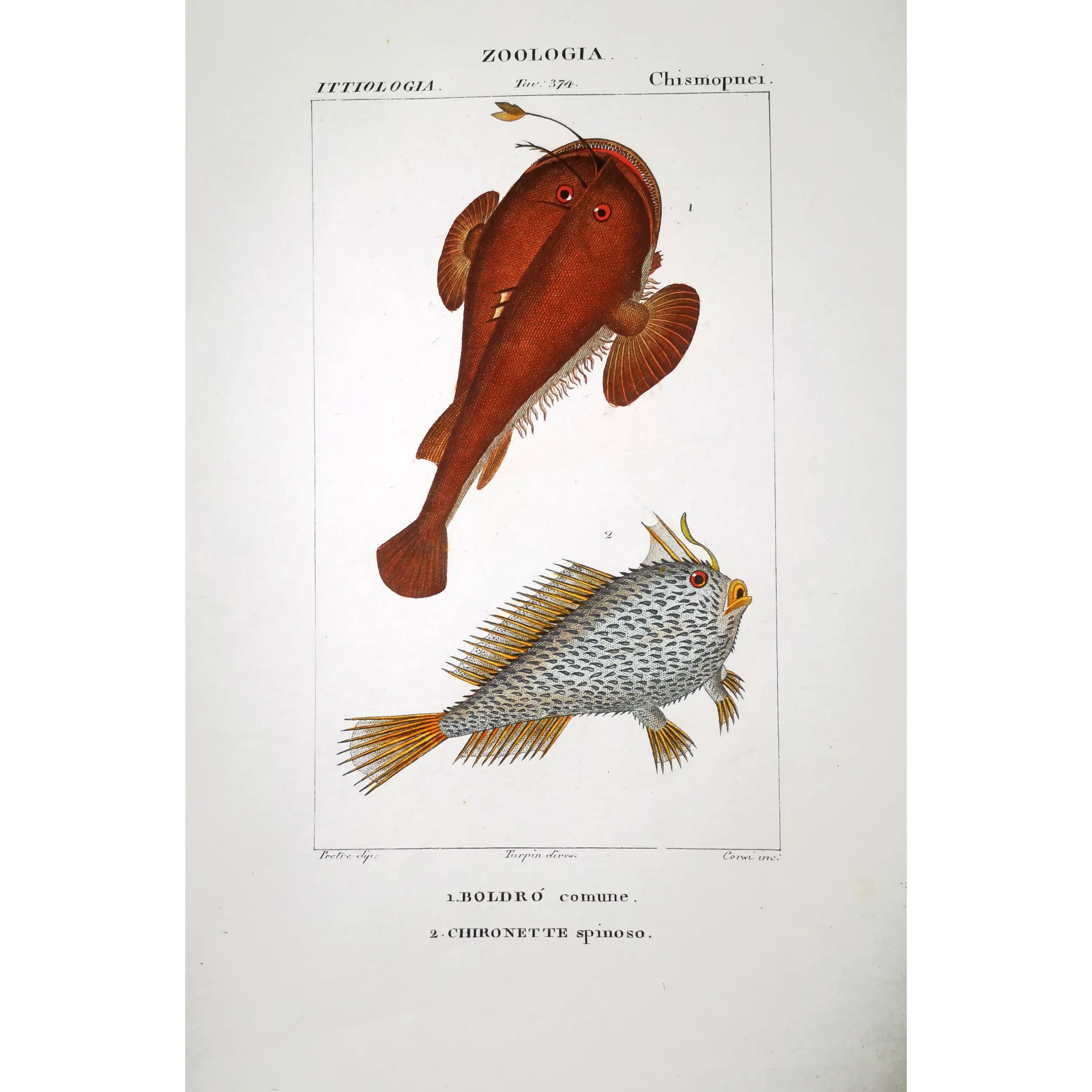 Antique Marine Engraving – Pierre Antoine Prêtre – Anglerfish and Spiny Chironette  Lophius sp.  Antique Print by Pierre Antoi