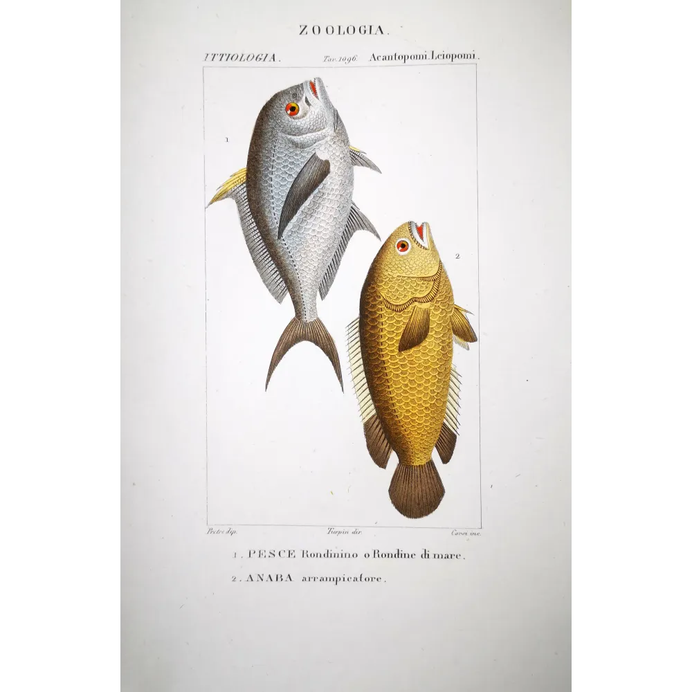 Sea Swallow  Pierre Antoine Prêtre, Antique Hand-Colored Engraving