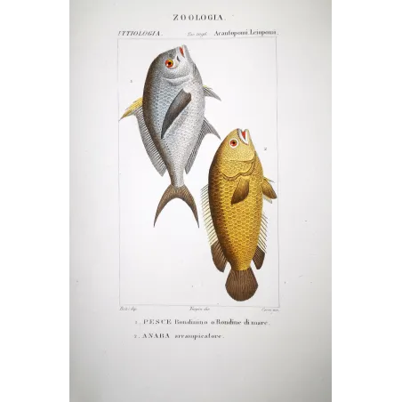 Sea Swallow  Pierre Antoine Prêtre, Antique Hand-Colored Engraving