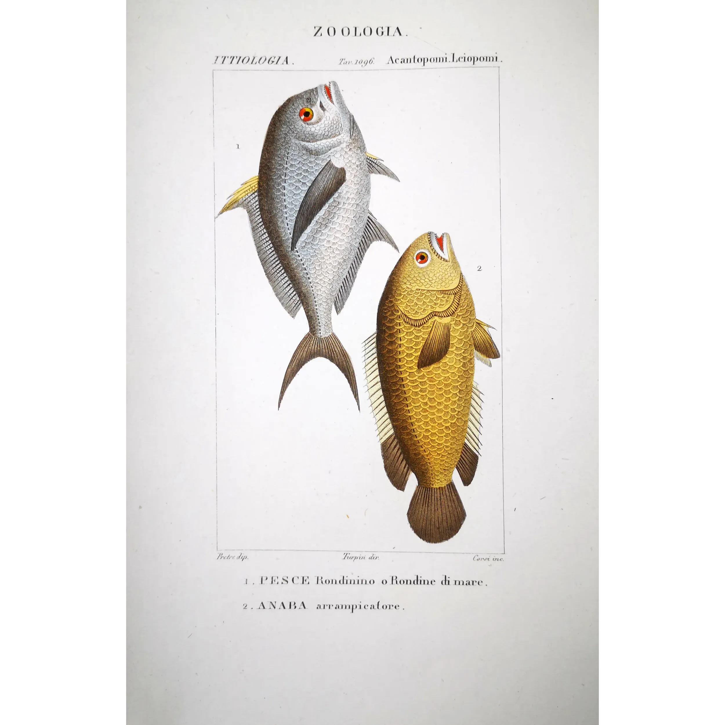 Antique Marine Engraving – Pierre Antoine Prêtre – Sea Swallow and Anaba  Anaba sp.  Engraving by Pierre Antoine Pretre