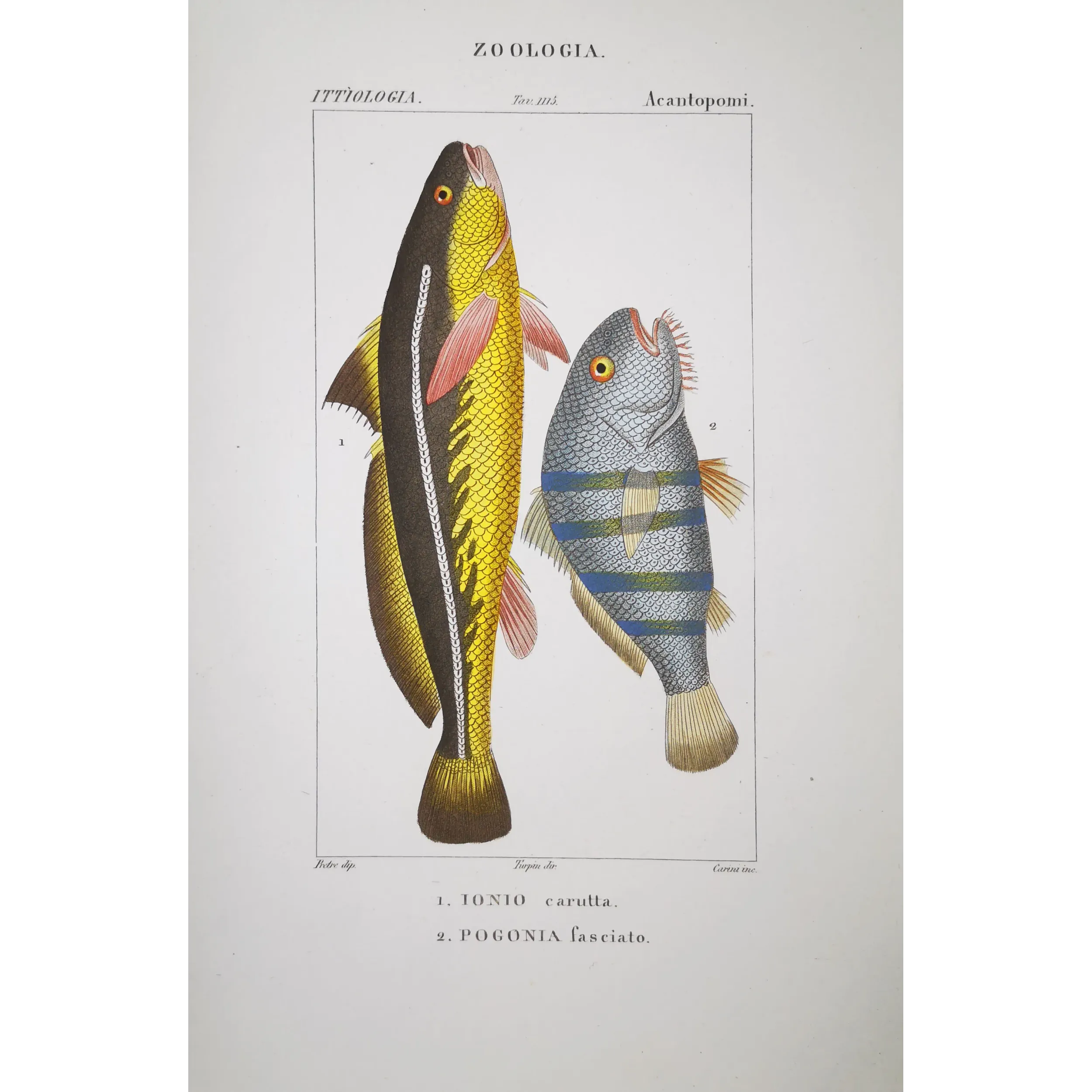 Antique Marine Engraving – Pierre Antoine Prêtre – Ionius and Pogonia  Pogonia sp.  Engraving by Pierre Antoine Pretre