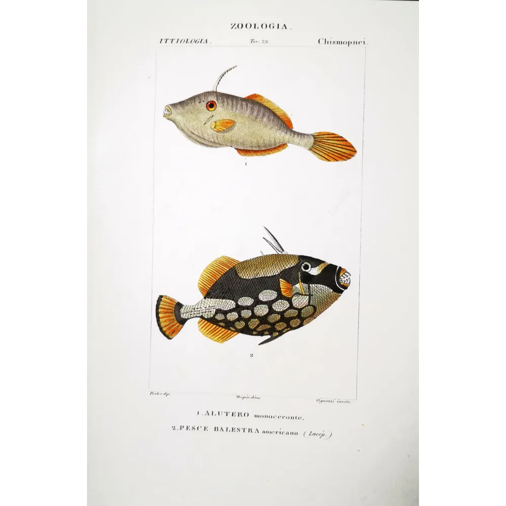 Antique Marine Engraving – Pierre Antoine Prêtre – Filefish and American Triggerfish  Monacanthus sp.  Engraving by Pierre Ant