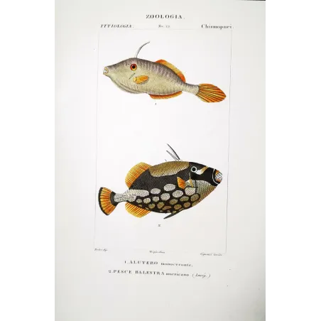 Antique Marine Engraving – Pierre Antoine Prêtre – Filefish and American Triggerfish  Monacanthus sp.  Engraving by Pierre Ant