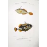 Filefish and American Triggerfish  Monacanthus sp.  Engraving by Pierre Antoine Pretre