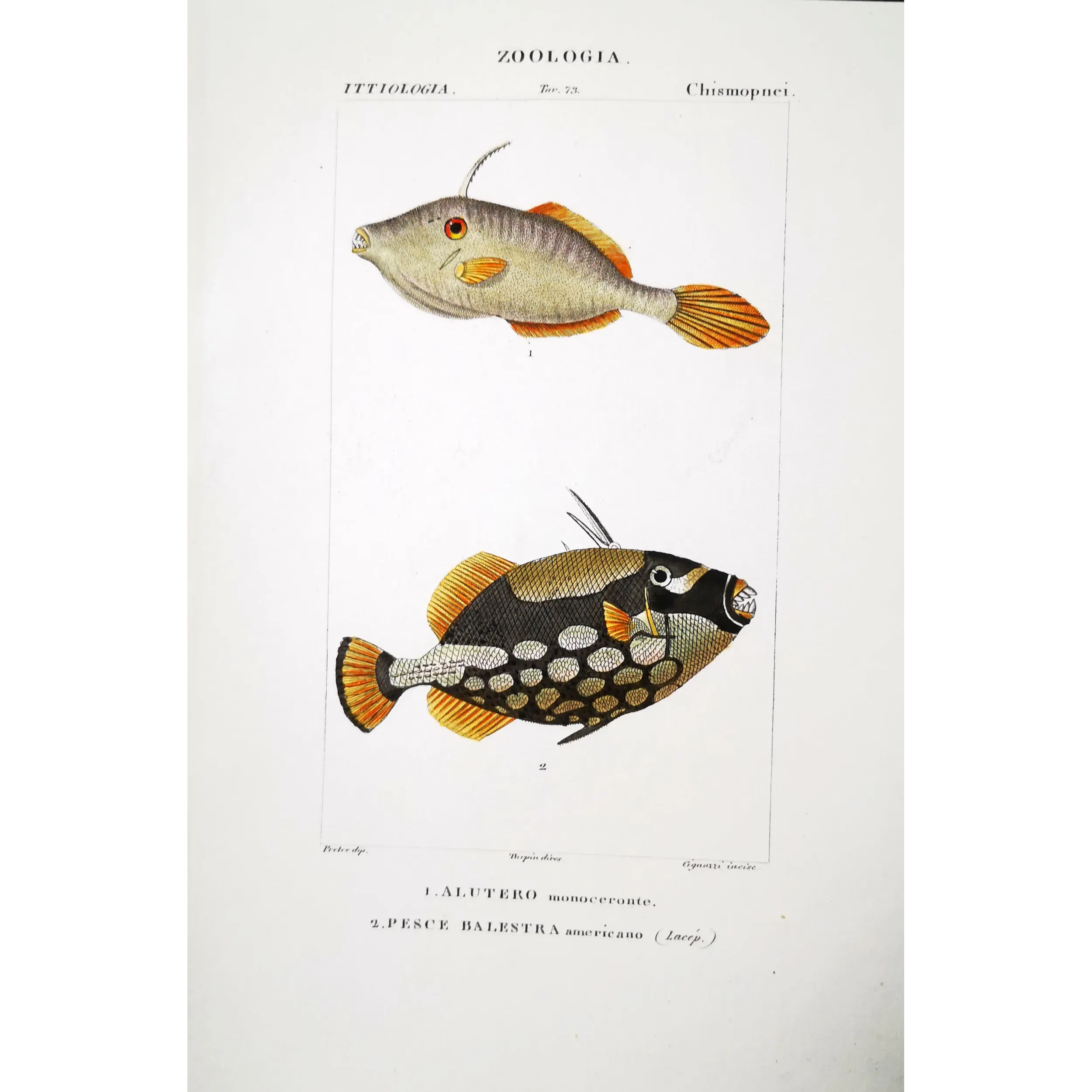 Antique Marine Engraving – Pierre Antoine Prêtre – Filefish and American Triggerfish  Monacanthus sp.  Engraving by Pierre Ant