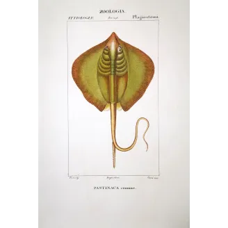 Common Stingray  Pierre Antoine Prêtre, Antique Hand-Colored