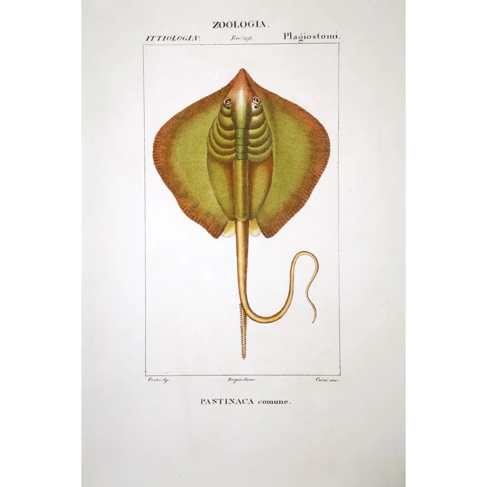 Common Stingray  Pierre Antoine Prêtre, Antique Hand-Colored