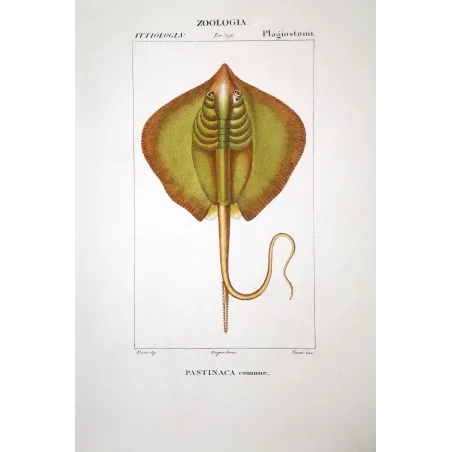Common Stingray  Pierre Antoine Prêtre, Antique Hand-Colored