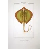 Common Stingray  Dasyatis pastinaca  Engraving by Pierre Antoine Pretre