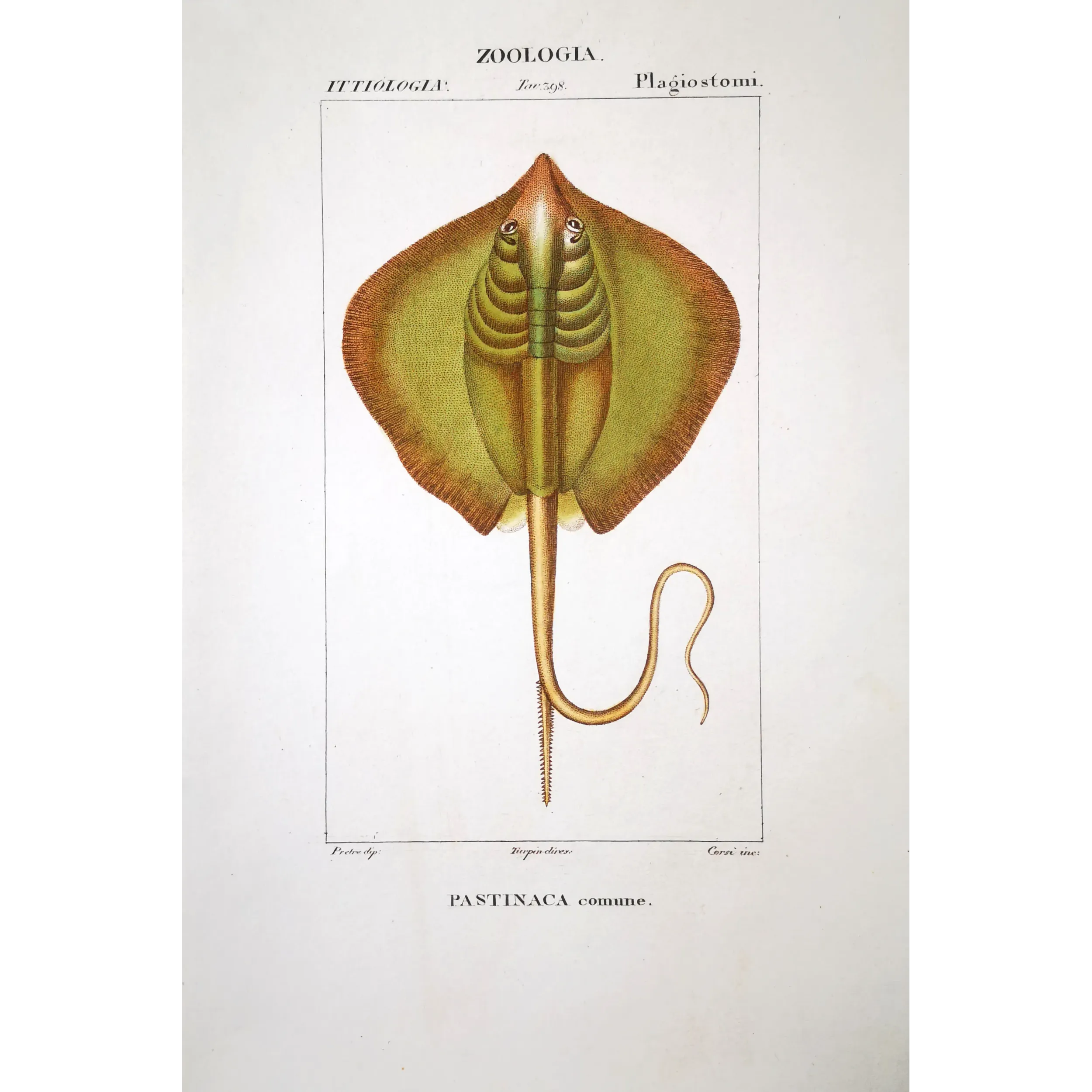 Antique Marine Engraving – Pierre Antoine Prêtre – Common Stingray  Dasyatis pastinaca  Engraving by Pierre Antoine Pretre