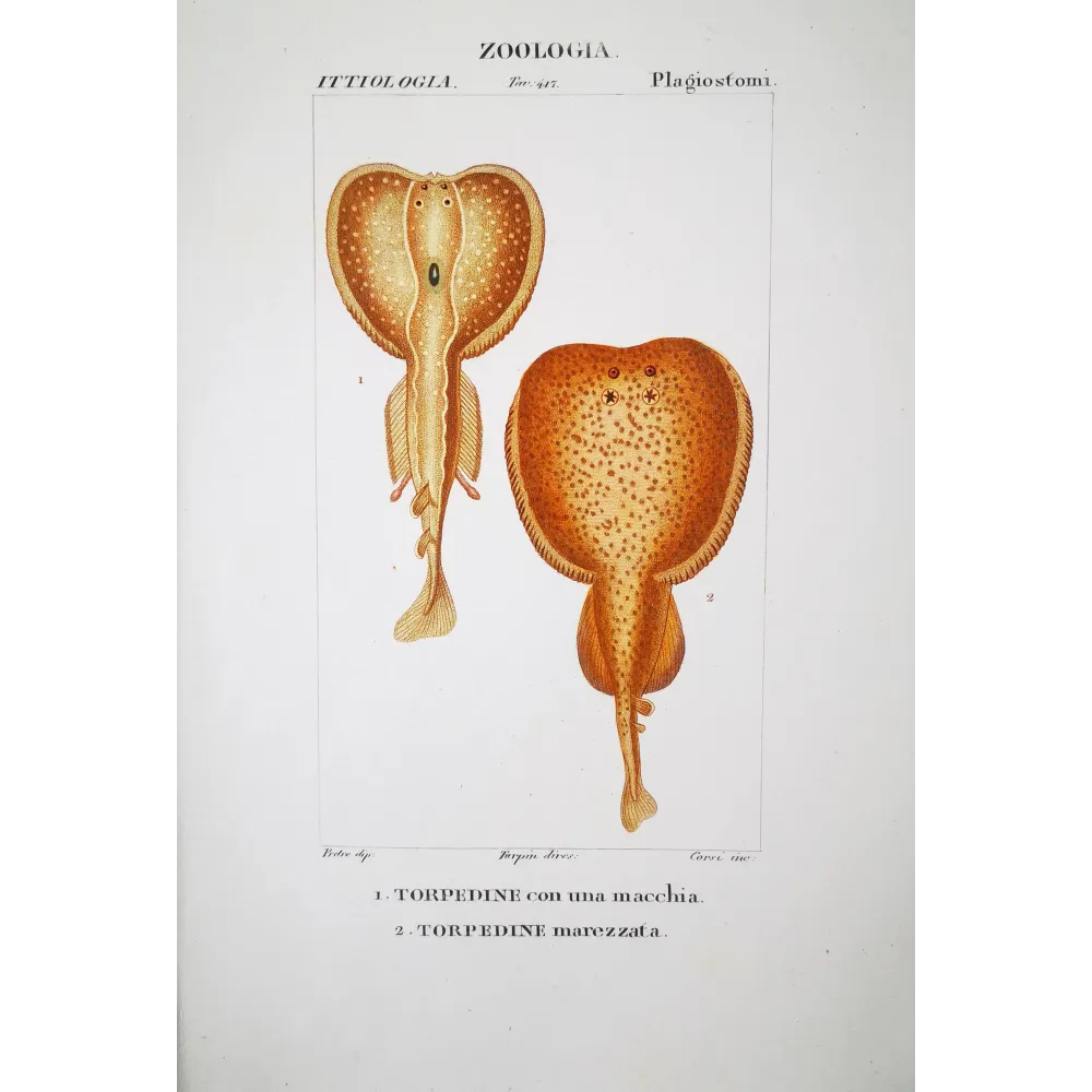 Torpedo Rays  Pierre Antoine Prêtre, Antique Print