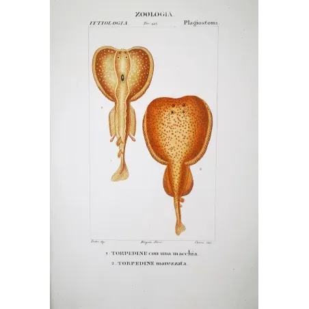 Torpedo Rays  Pierre Antoine Prêtre, Antique Print