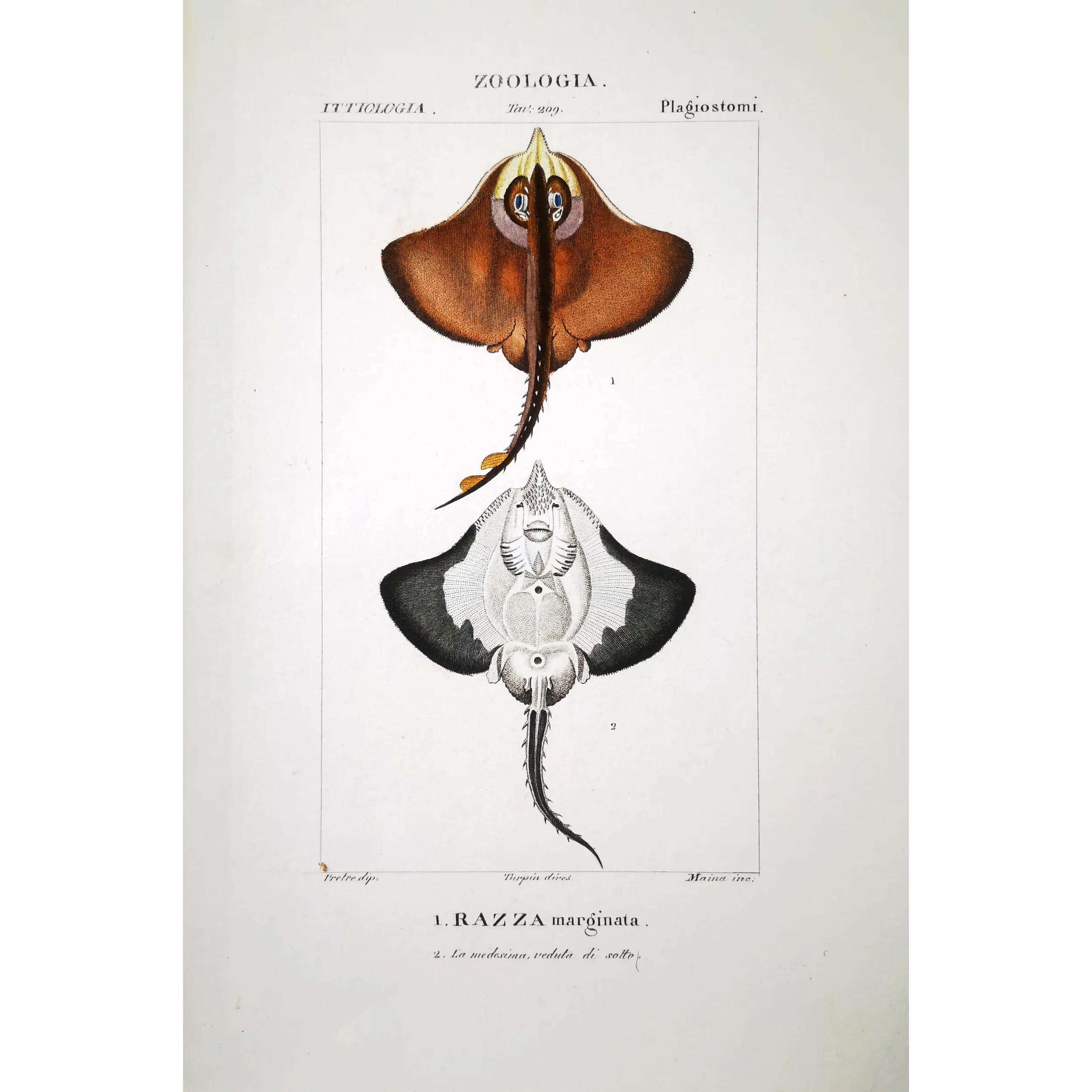 Antique Marine Engraving – Pierre Antoine Prêtre – Brown Ray