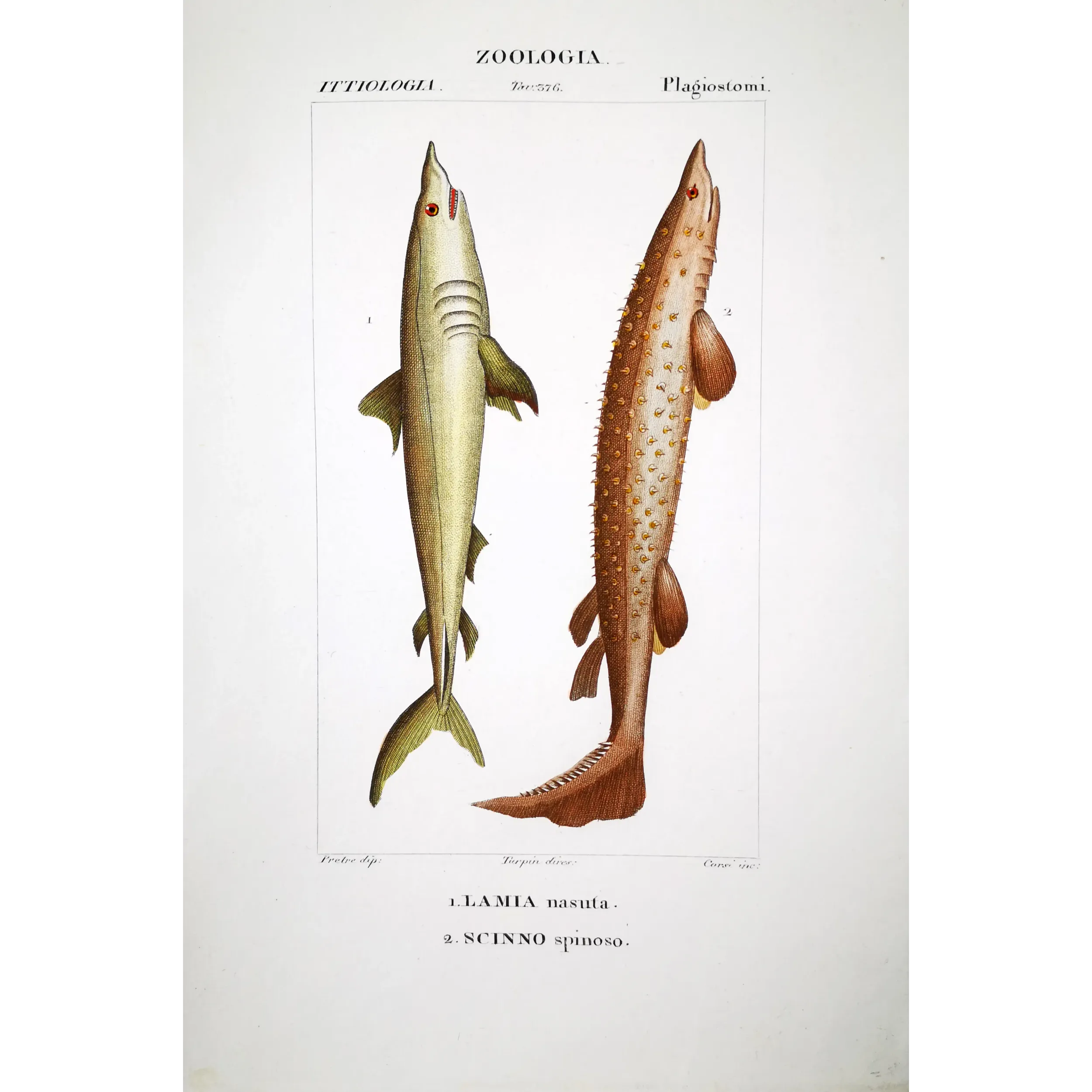 Antique Marine Engraving – Pierre Antoine Prêtre – Porbeagle Shark and Spiny Dogfish