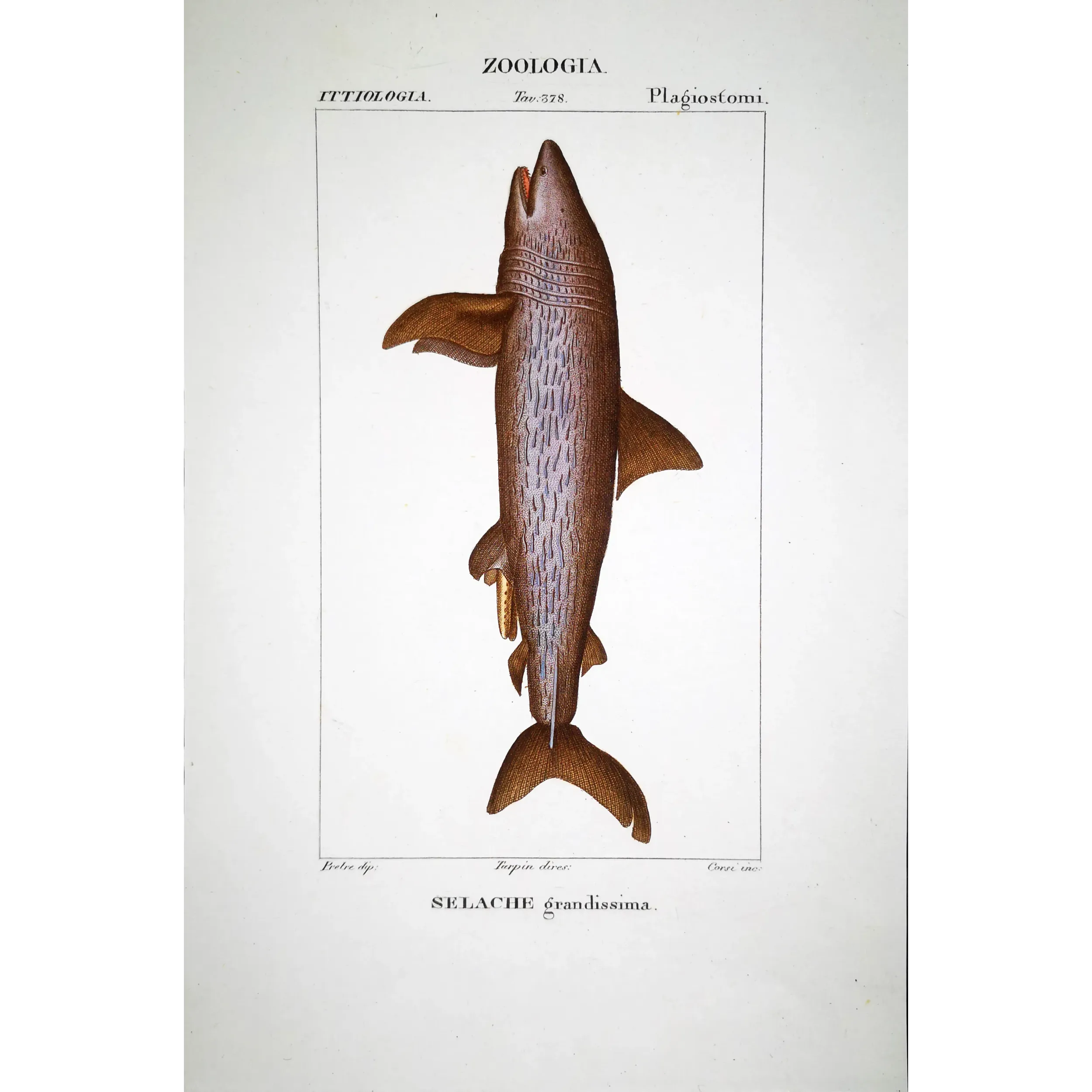 Antique Marine Engraving – Pierre Antoine Prêtre – Basking Shark