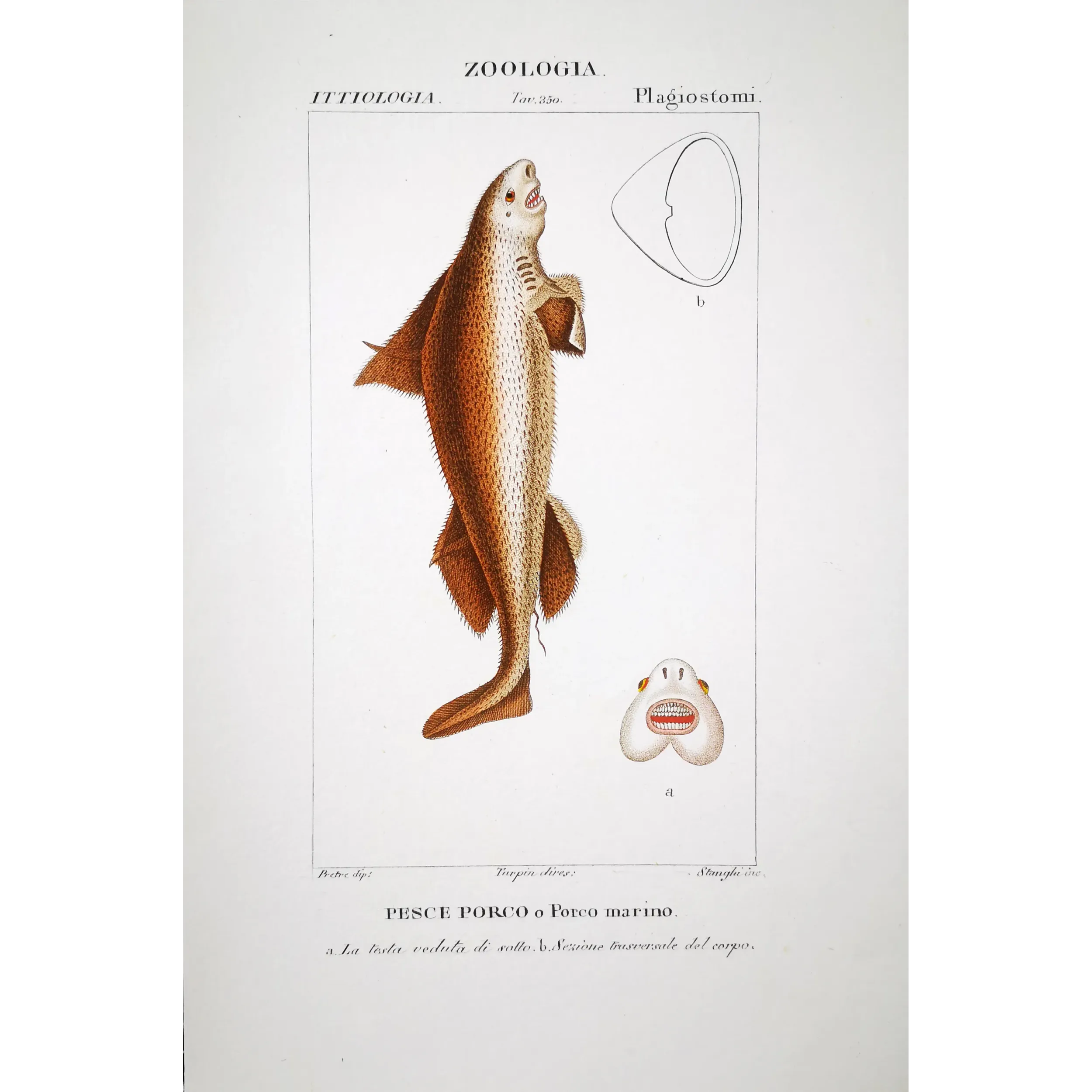 Antique Marine Engraving – Pierre Antoine Prêtre – Angular Roughshark