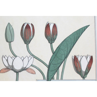 Water-Lily (Plate 7) – Eugène Grasset (1896) | Certified Art Nouveau Lithograph