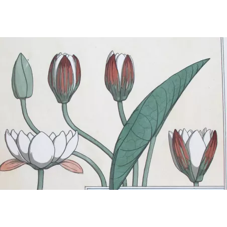 Water-Lily –  Eugène Grasset – Certified Original Art
