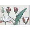 Eugène Grasset – Water-Lily (Plate 7), Original Lithograph from La Plante (1896)