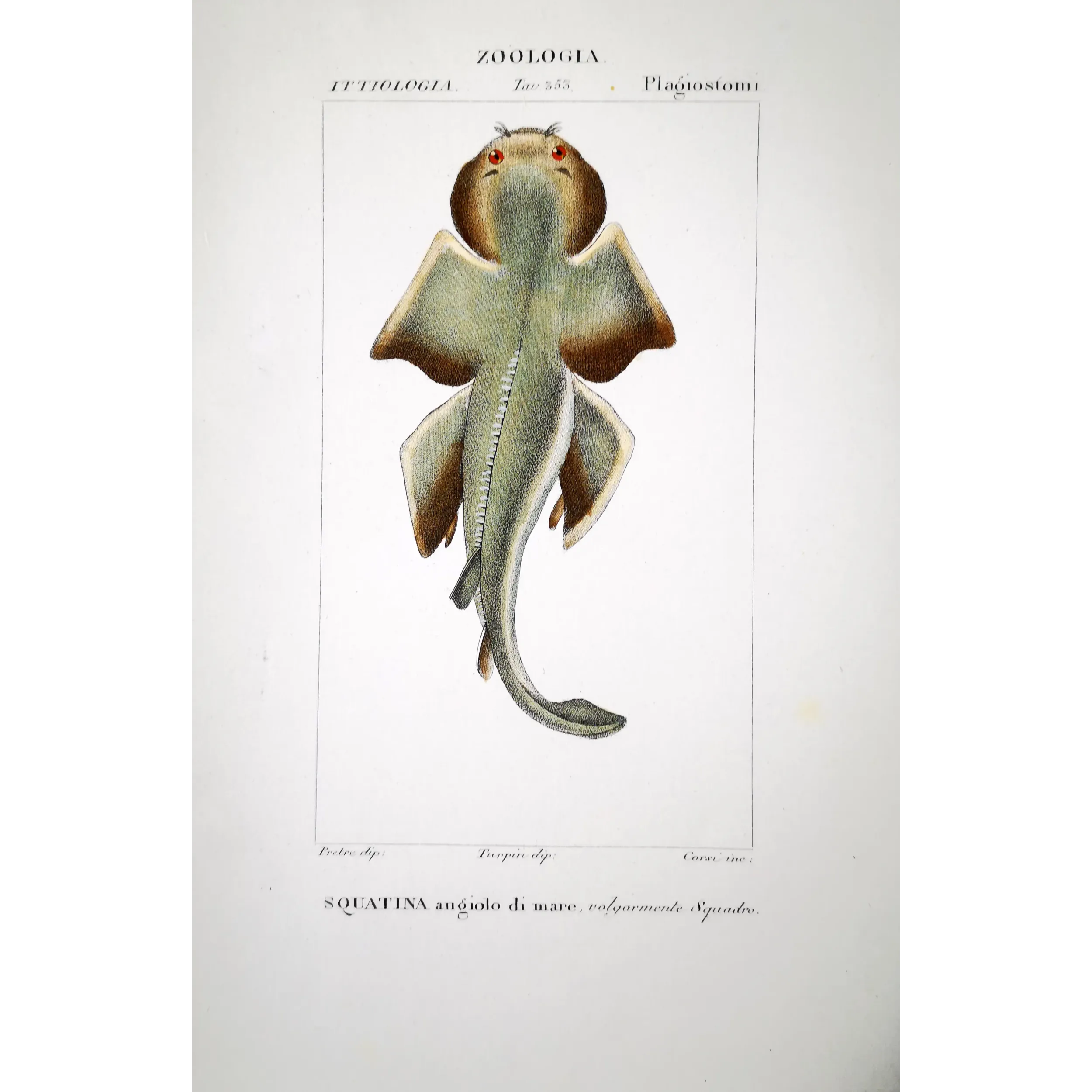 Antique Marine Engraving – Pierre Antoine Prêtre – Angelshark