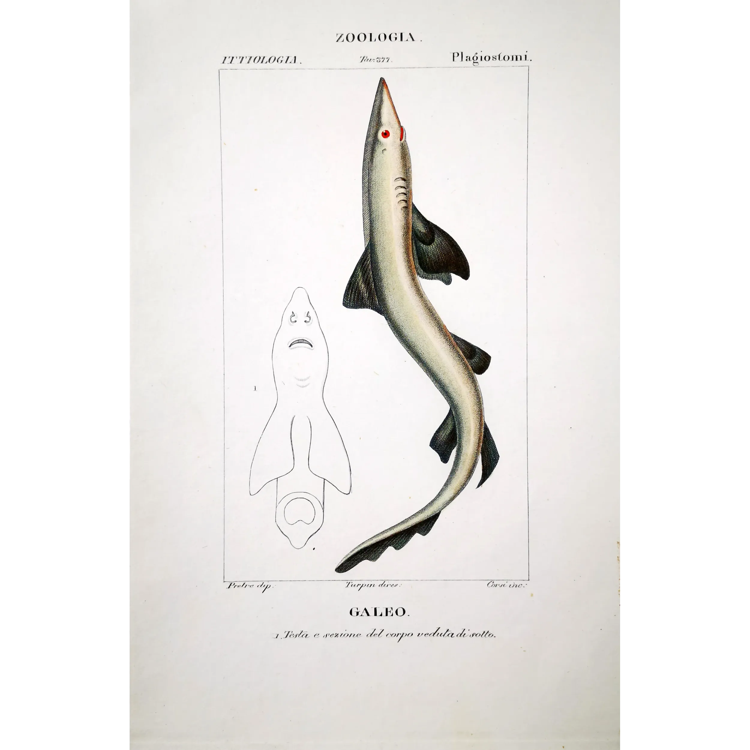 Antique Marine Engraving – Pierre Antoine Prêtre – Tope Shark