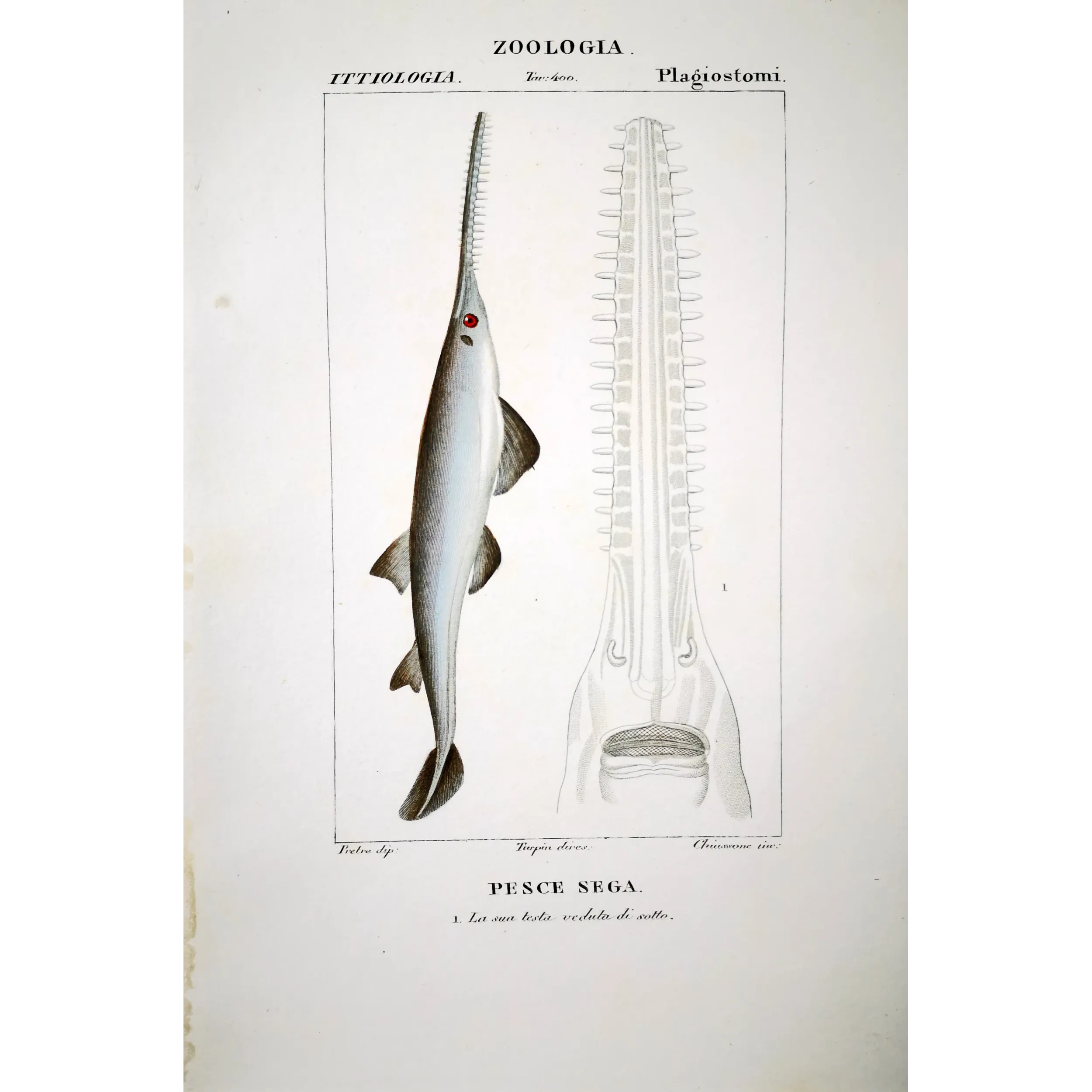 Antique Marine Engraving – Pierre Antoine Prêtre – Sawfish