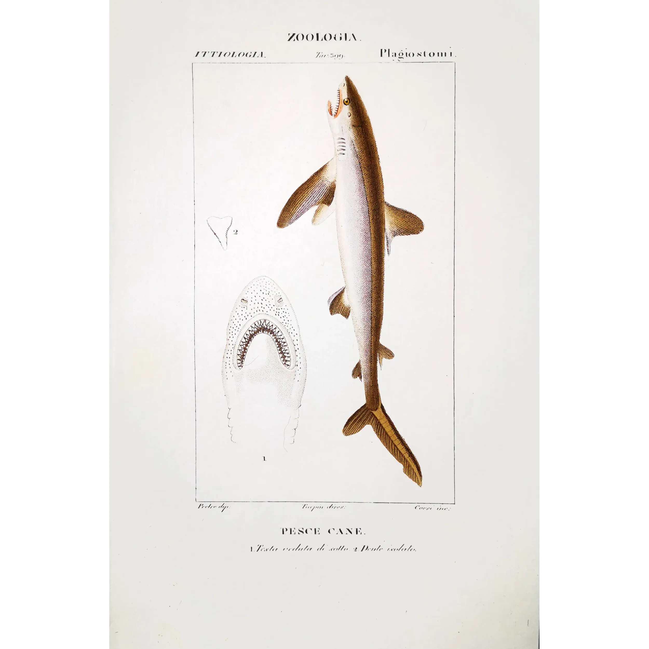 Antique Marine Engraving – Pierre Antoine Prêtre – Small-Spotted Catshark