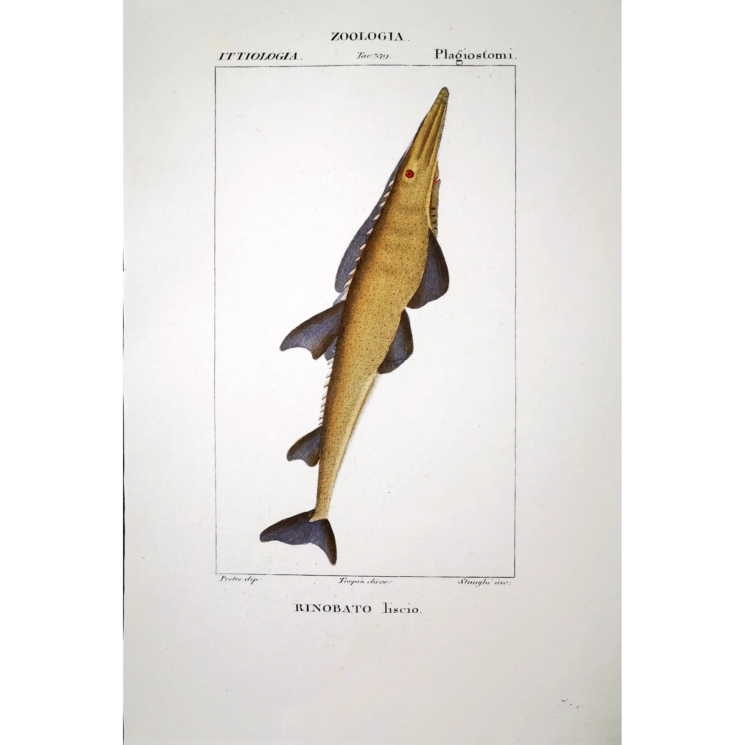 Antique Marine Engraving – Pierre Antoine Prêtre – Smooth Guitarfish