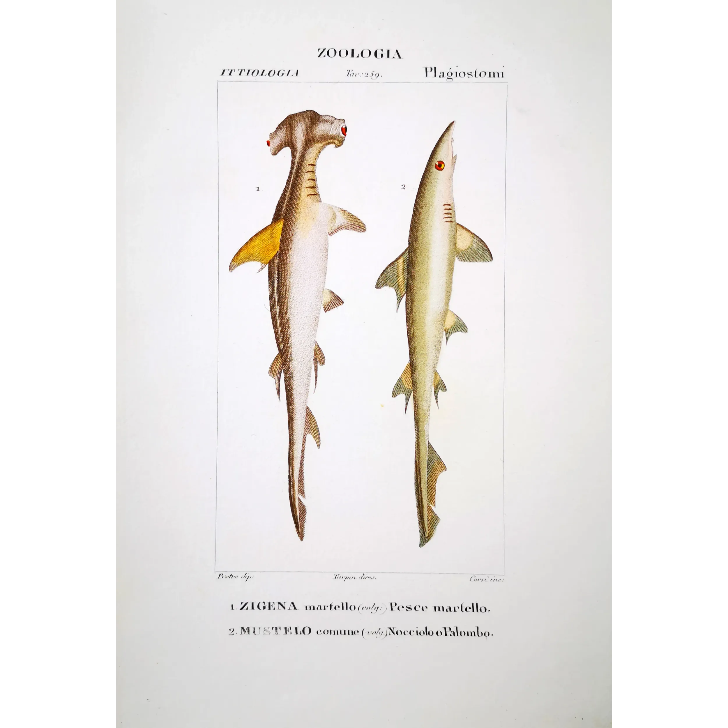 Antique Marine Engraving – Pierre Antoine Prêtre – Hammerhead Shark and Smoothhound