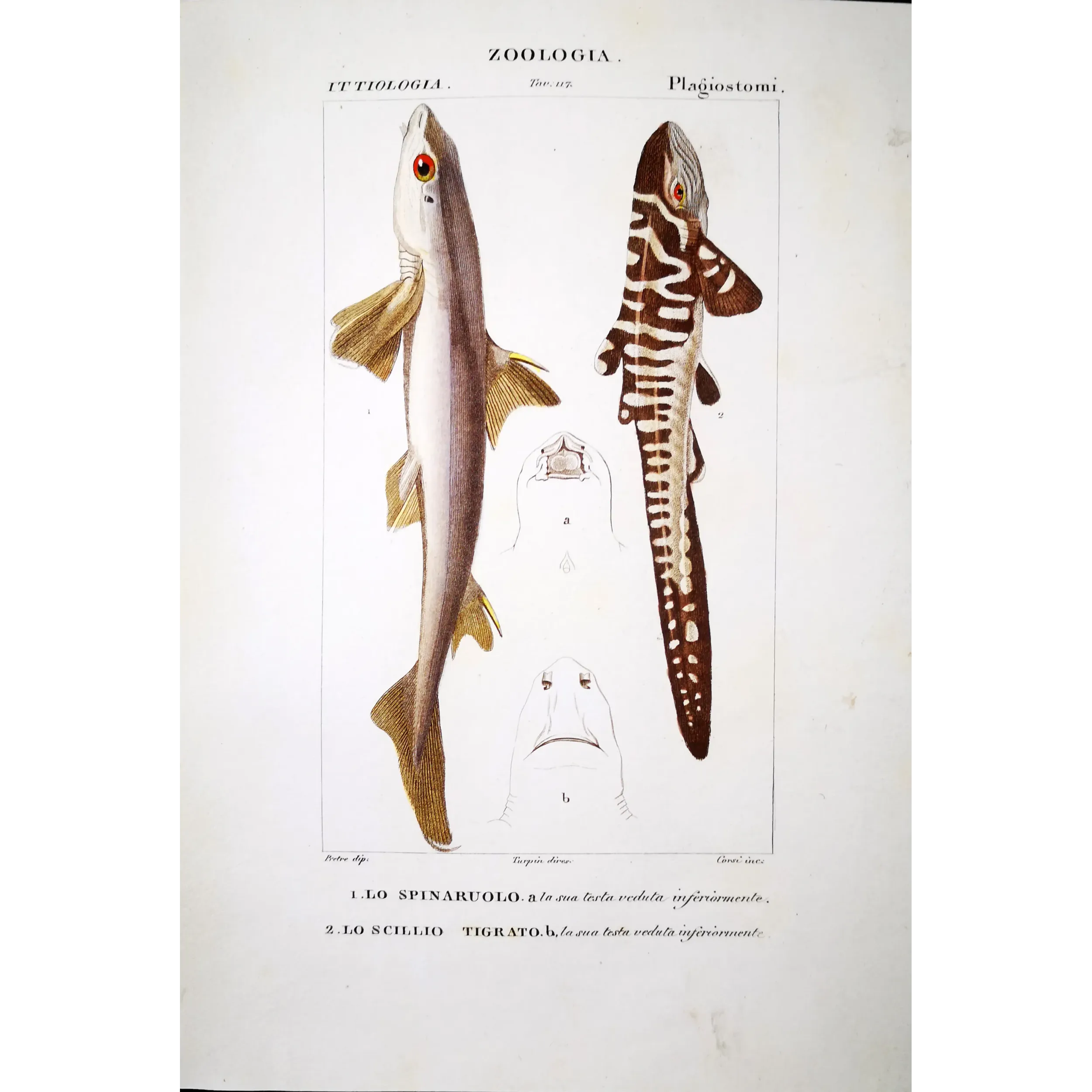 Antique Marine Engraving – Pierre Antoine Prêtre – Spiny Dogfish and Tiger Catshark