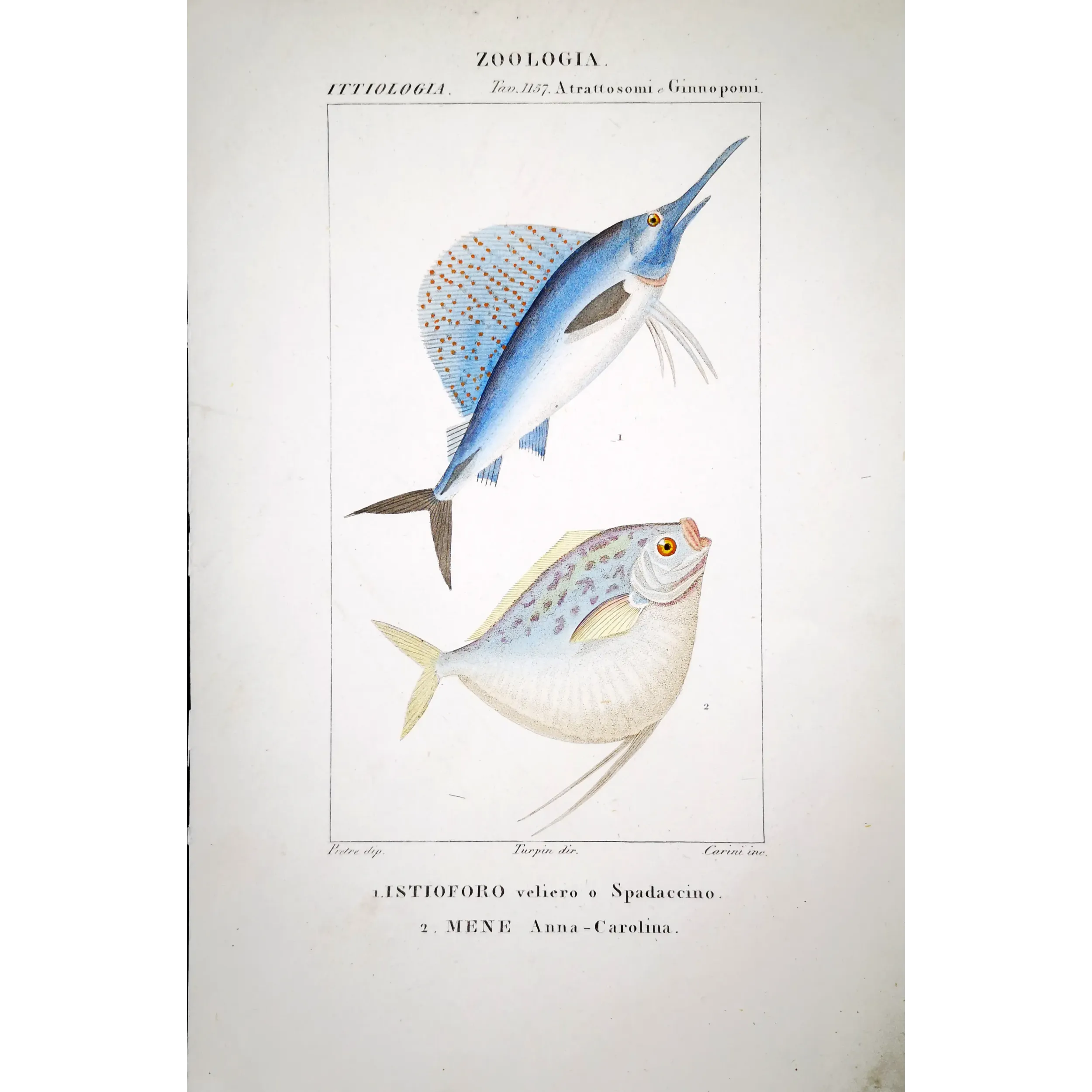 Antique Marine Engraving – Pierre Antoine Prêtre – Sailfish and Anna-Carolina Moonfish