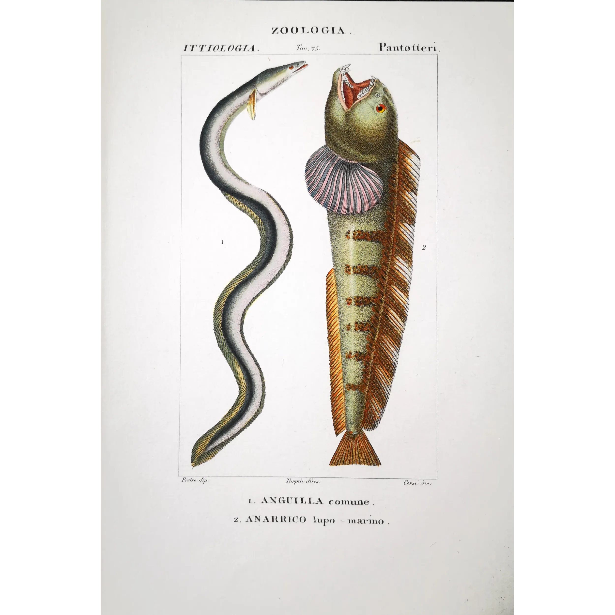 Antique Marine Engraving – Pierre Antoine Prêtre – European Eel and Wolffish