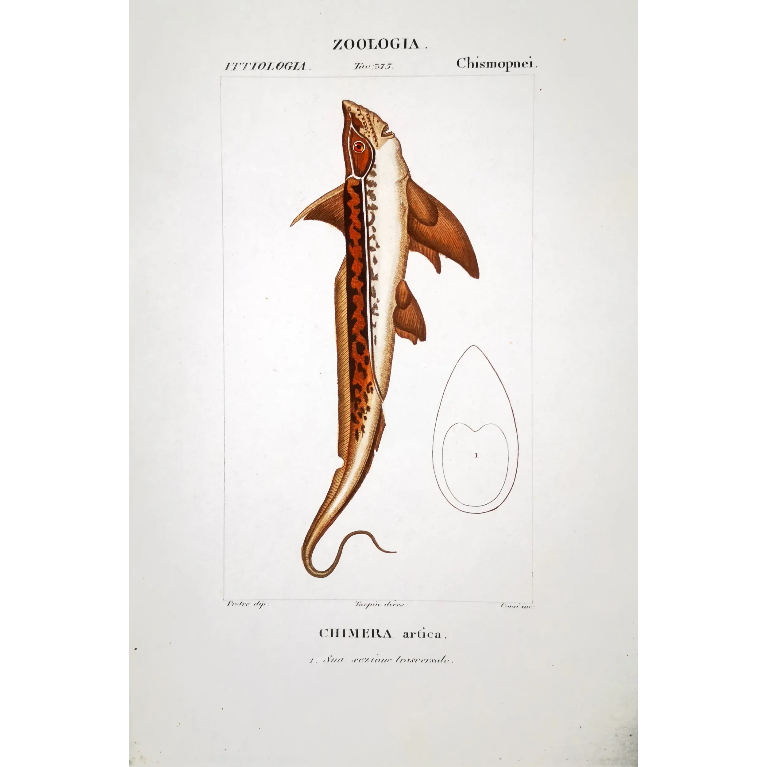 Antique Marine Engraving – Pierre Antoine Prêtre – Golden Chimaera