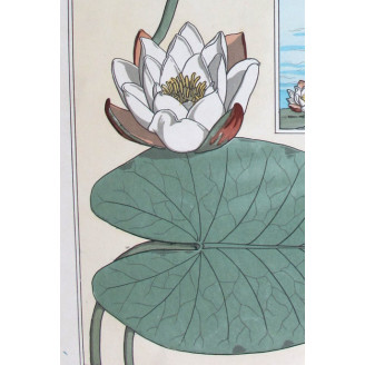 Water-Lily (Plate 7) – Eugène Grasset (1896) | Certified Art Nouveau Lithograph