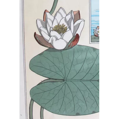 Water-Lily –  Eugène Grasset – Certified Original Art
