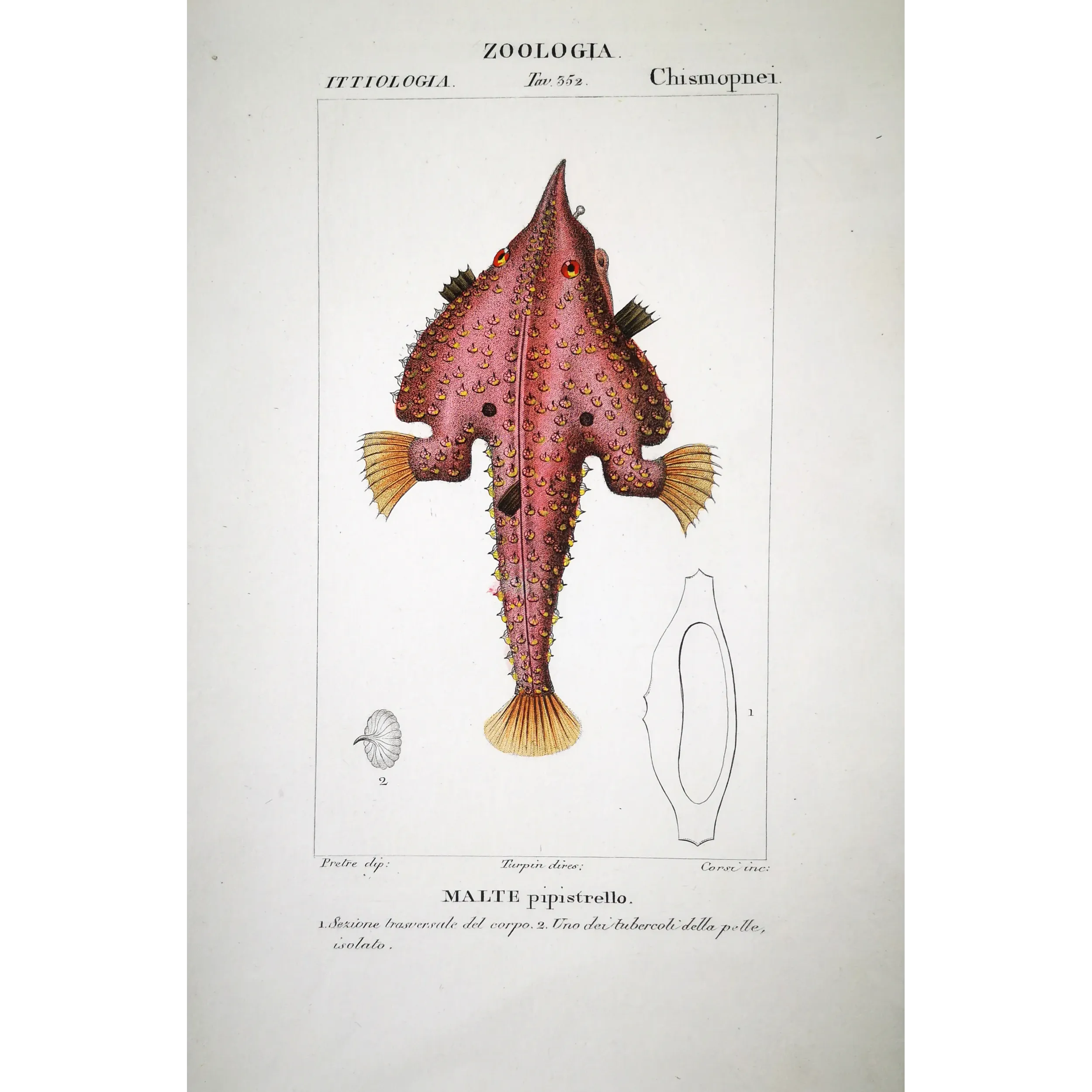 Antique Marine Engraving – Pierre Antoine Prêtre – Batfish