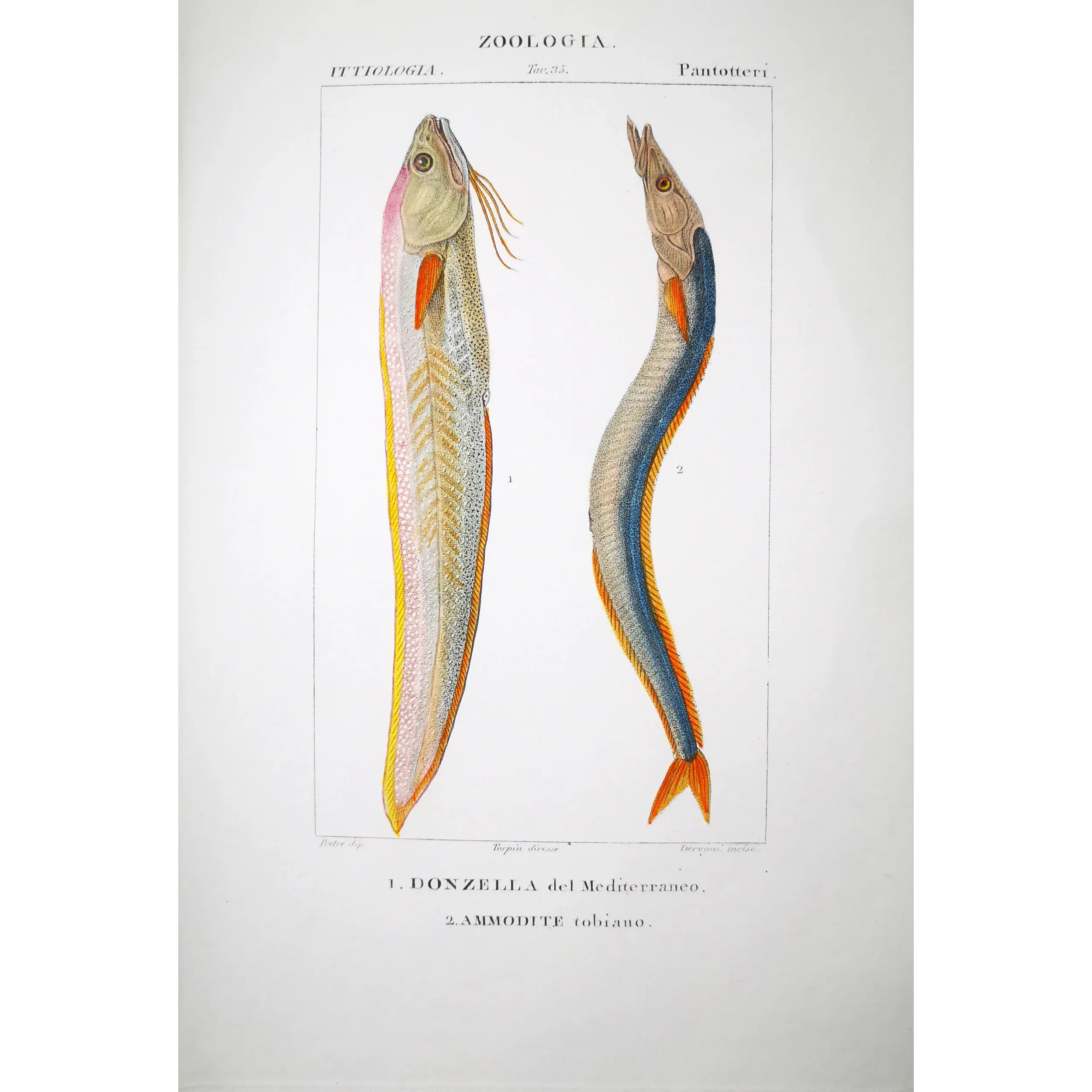 Antique Marine Engraving – Pierre Antoine Prêtre – Mediterranean Rainbow - Wrasse Lesser Sandeel