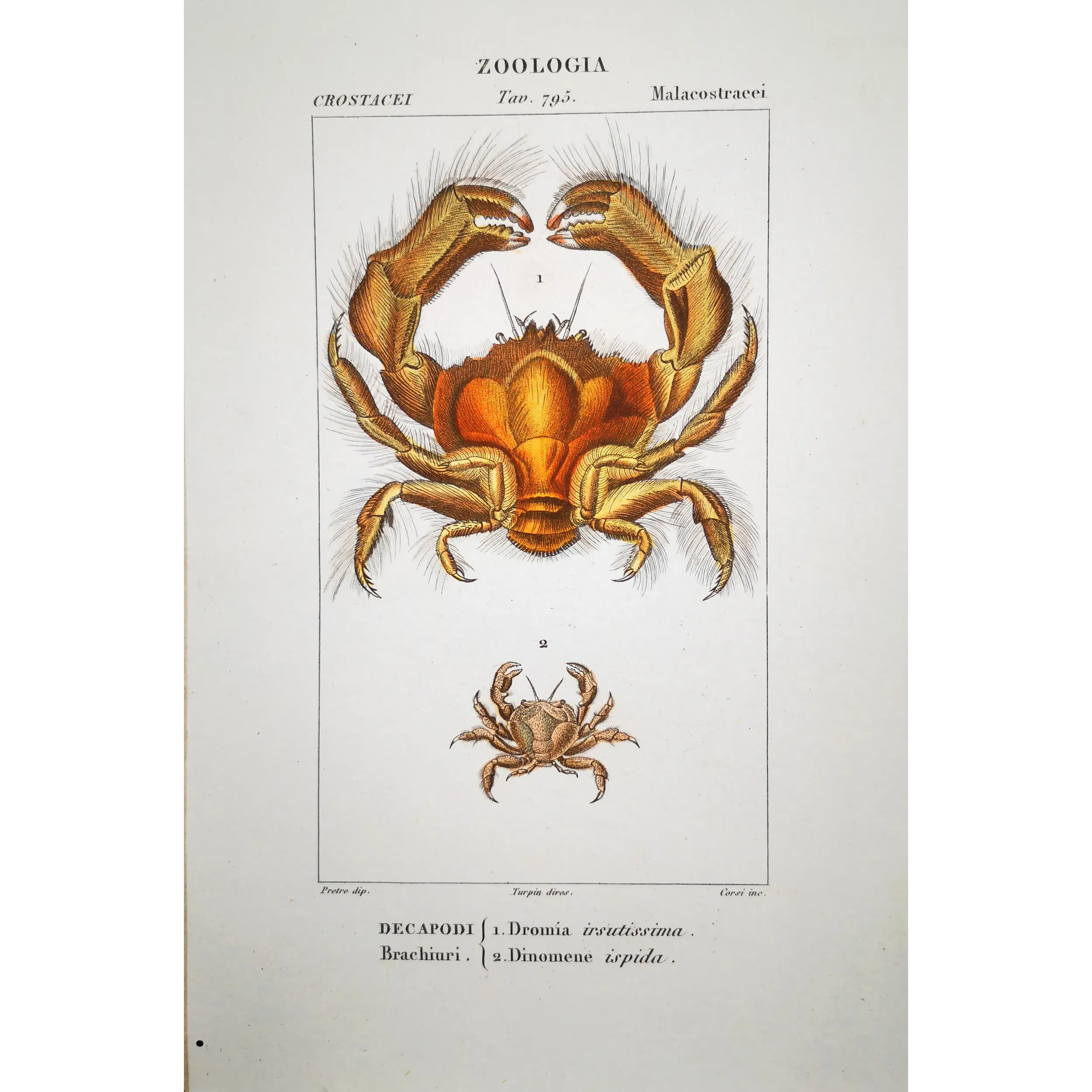 Antique Print by Pierre Antoine Prêtre – Dromia invadissima (Dromia invadissima)