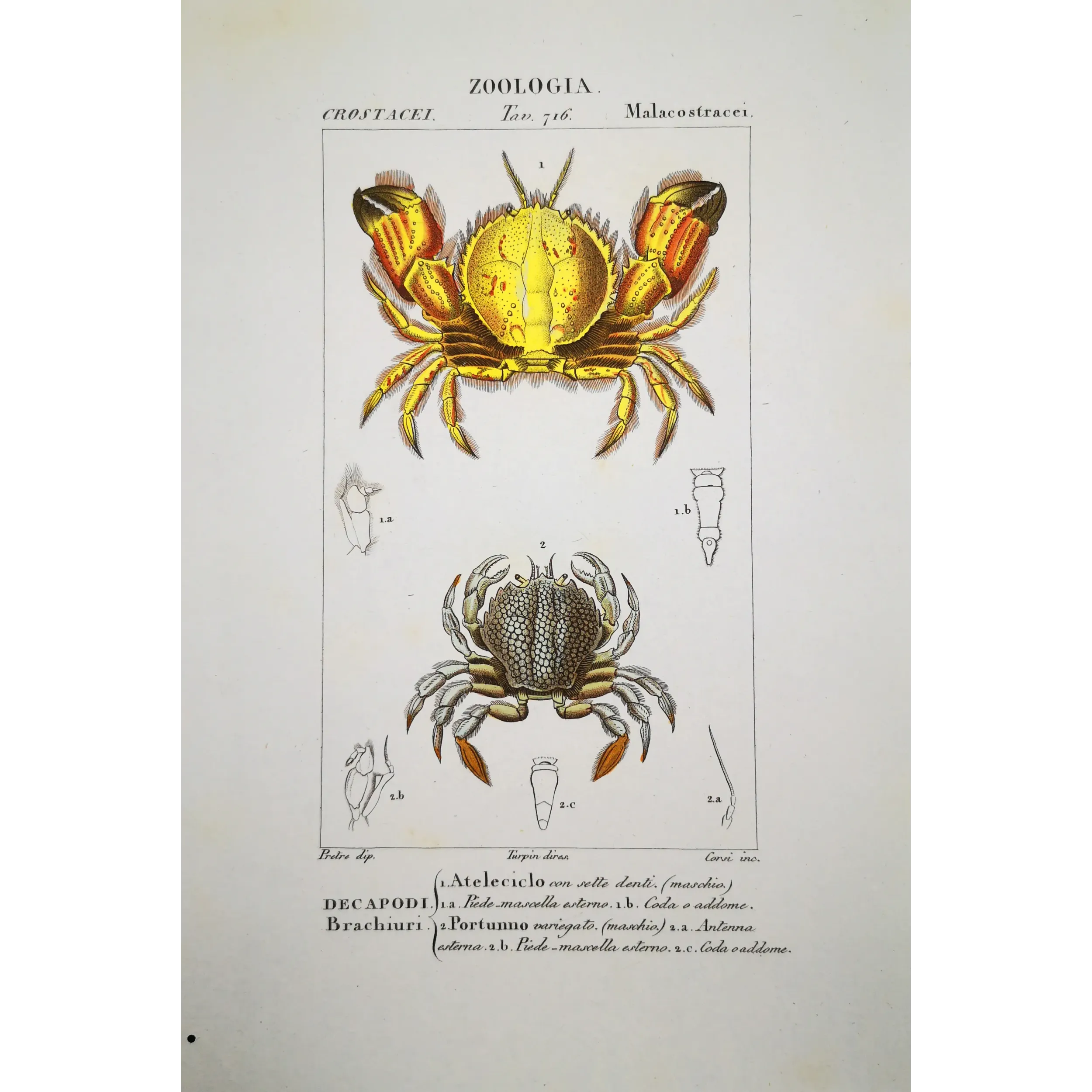 Antique Marine Engraving – Pierre Antoine Prêtre – Ateleciclo