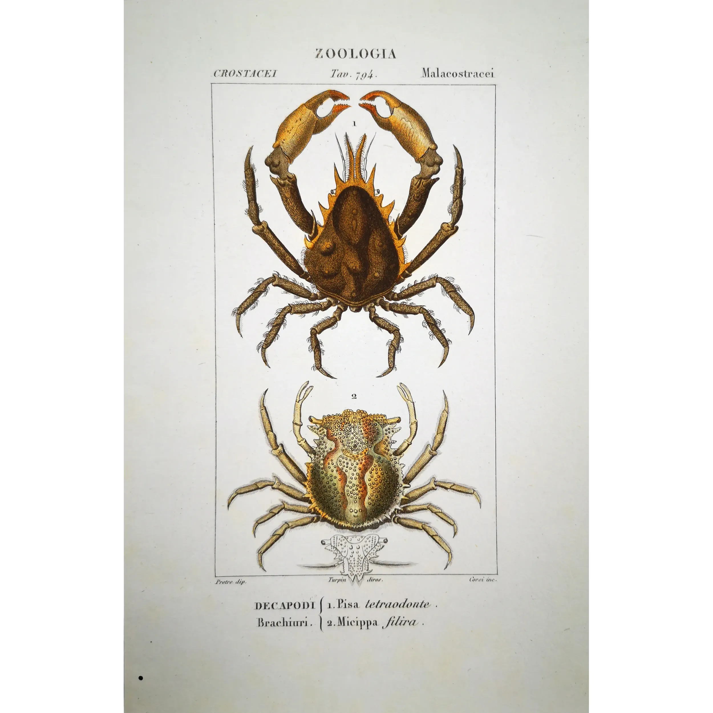 Antique Marine Engraving – Pierre Antoine Prêtre – Pisa tetraodonte