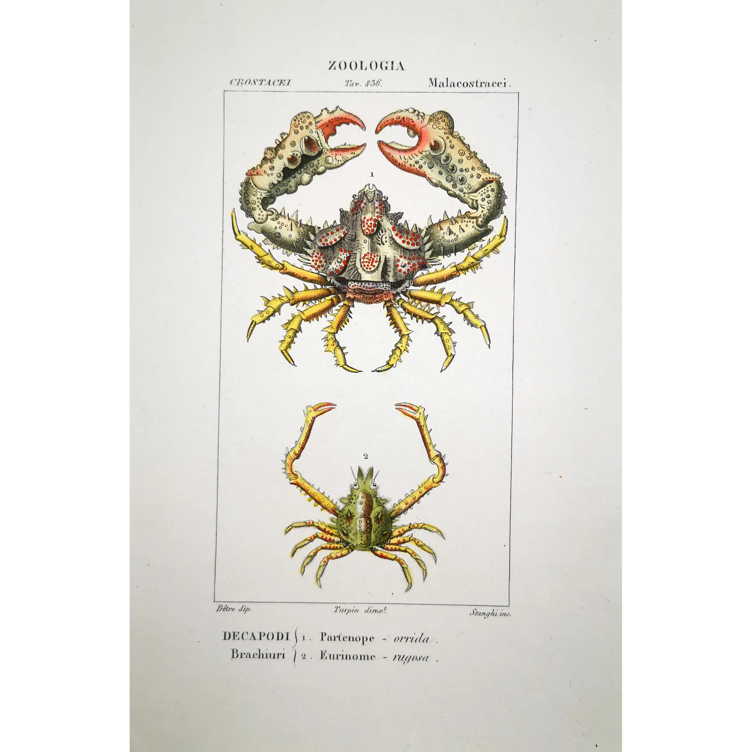 Antique Print by Pierre Antoine Prêtre – Partenope orrida (Partenope orrida)