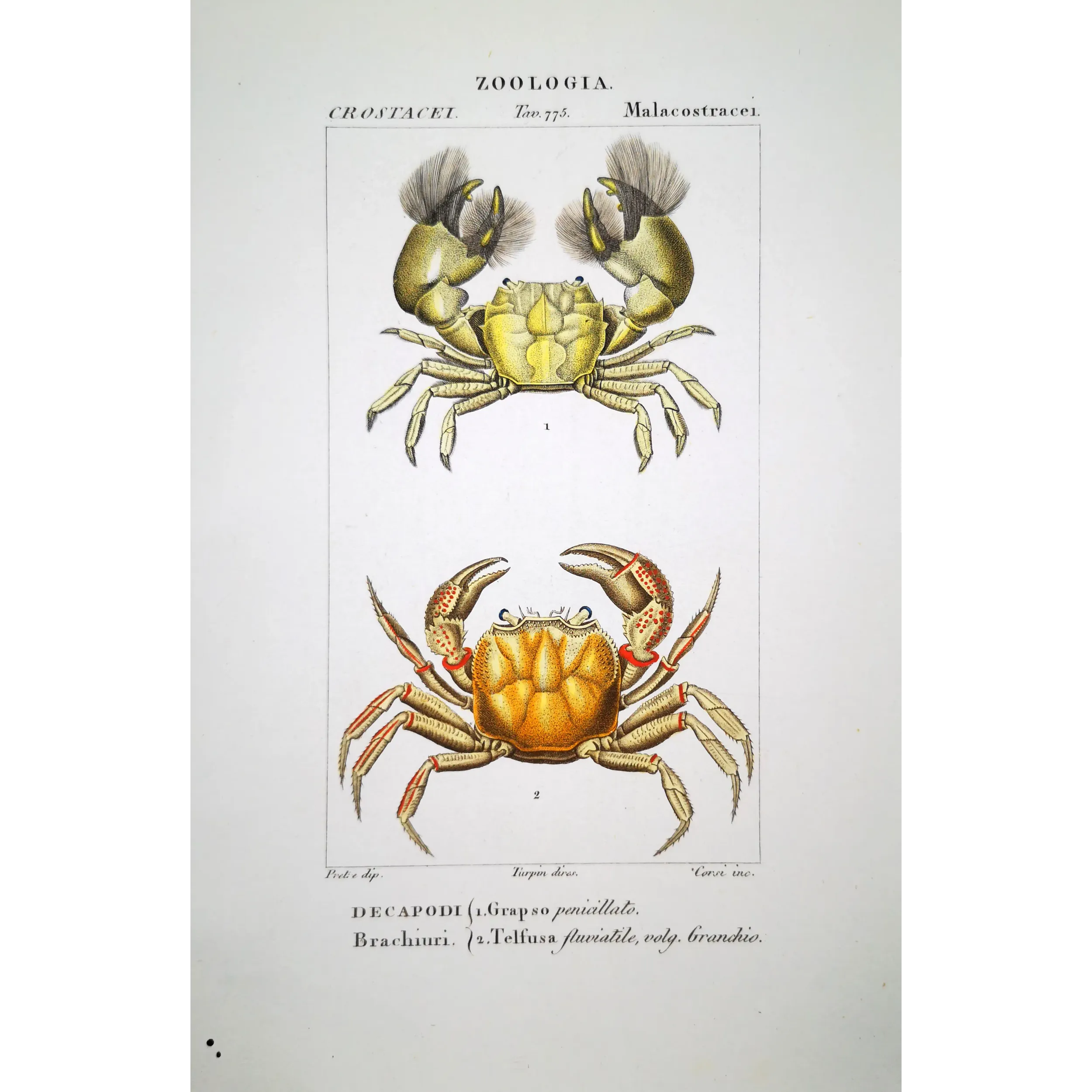 Antique Marine Engraving – Pierre Antoine Prêtre – Grapso penicillato