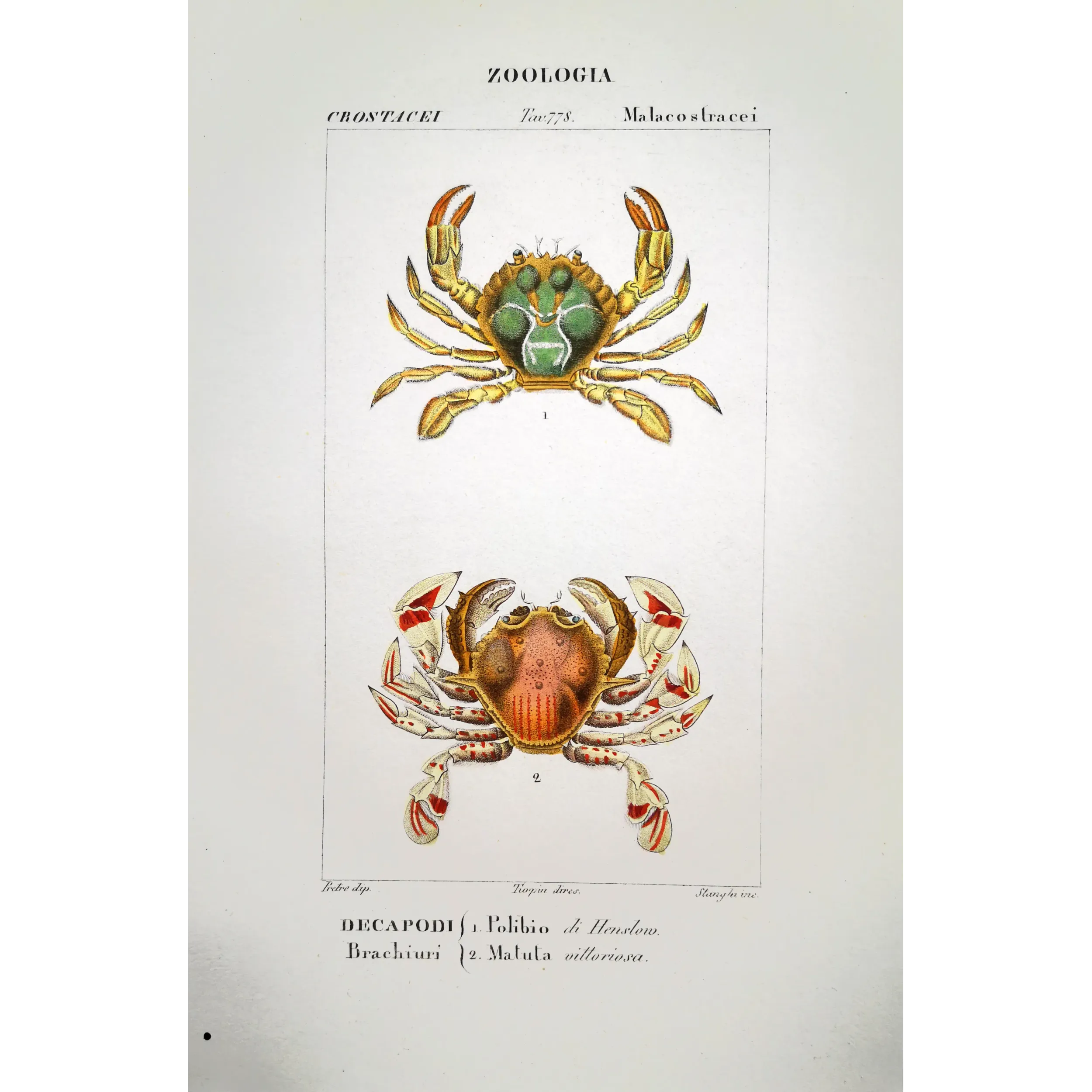 Antique Marine Engraving – Pierre Antoine Prêtre – Polibio di Henslow