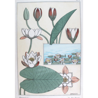 Water-Lily (Plate 7) – Eugène Grasset (1896) | Certified Art Nouveau Lithograph
