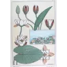 Eugène Grasset – Water-Lily (Plate 7), Original Lithograph from La Plante (1896)