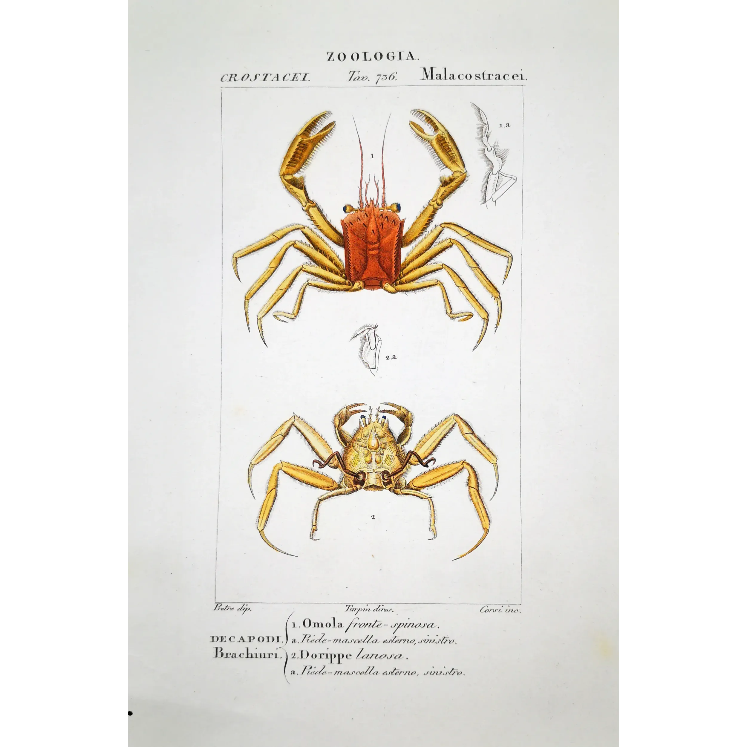 Antique Marine Engraving – Pierre Antoine Prêtre – Omola fronte-spinosa