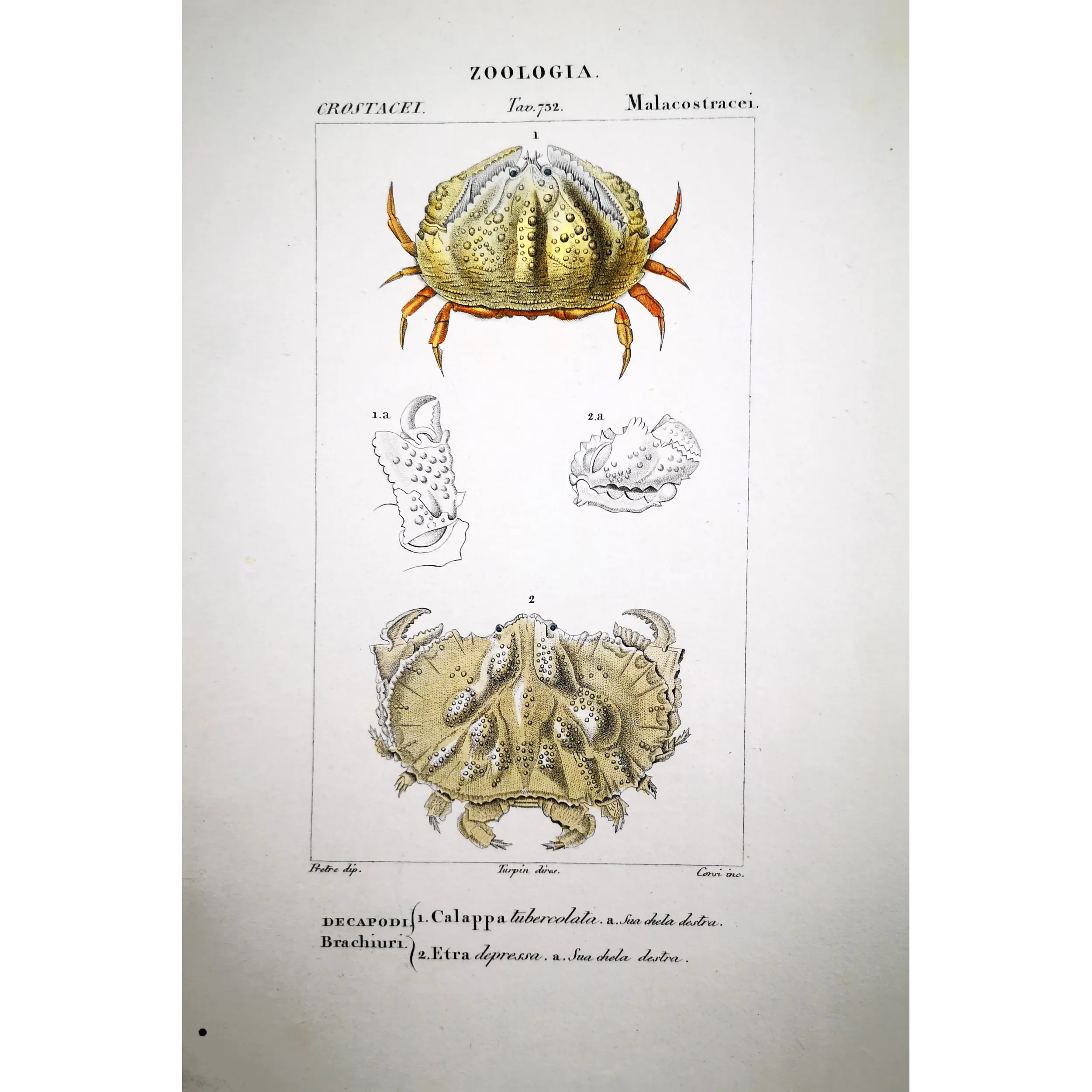 Antique Marine Engraving – Pierre Antoine Prêtre – Calappa tuberculata